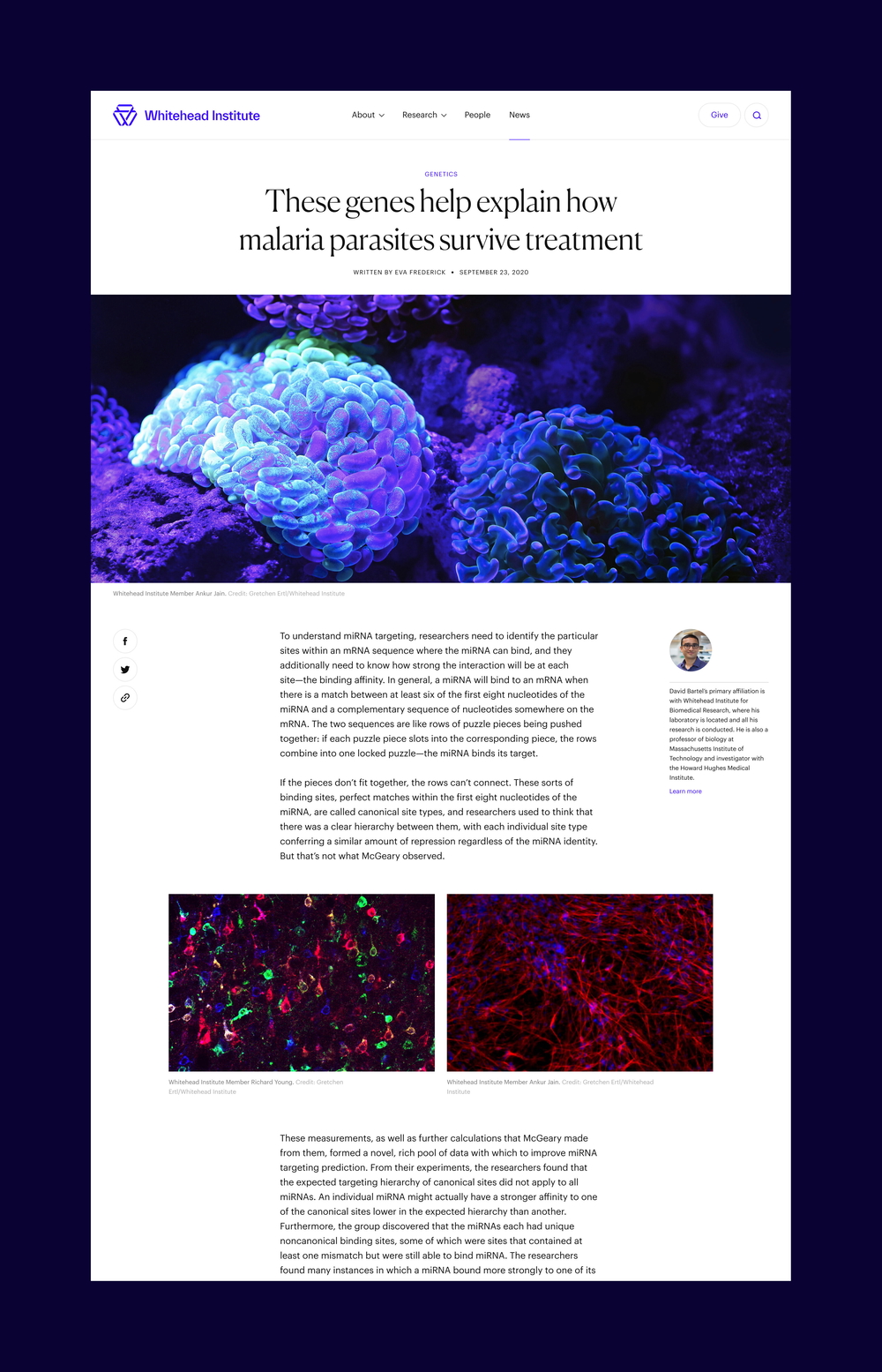 Whitehead 21 article