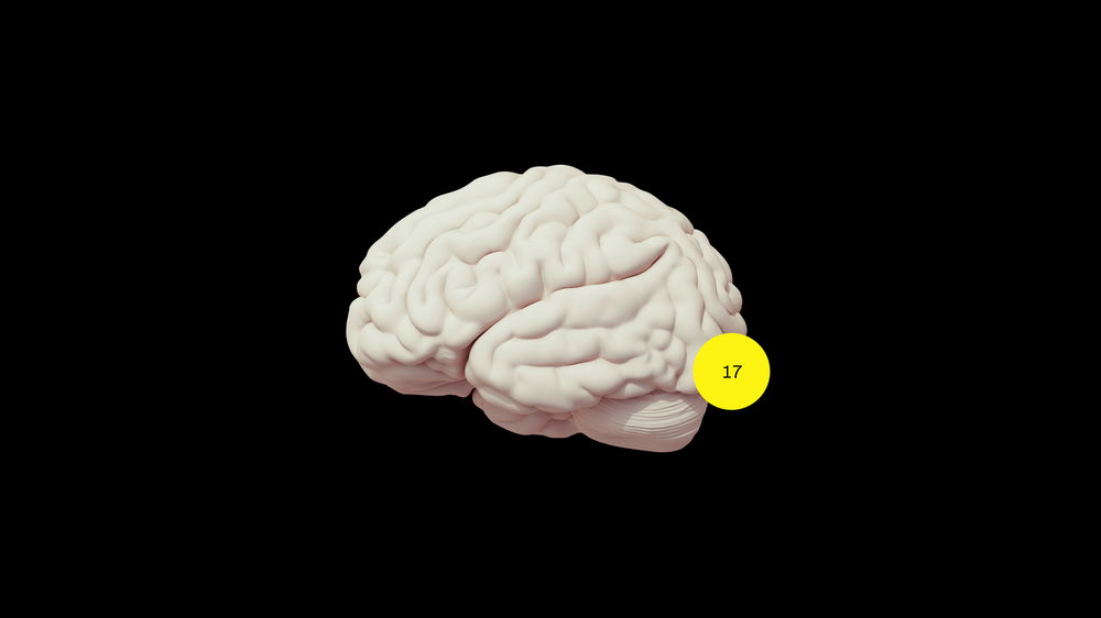 A 3D render of a brain with an area highlighted in yellow which is known as 17th area of the brain