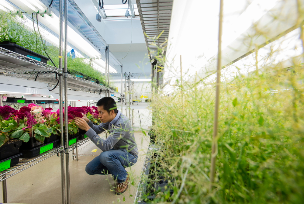 Whitehead 17 Member Plant Biology